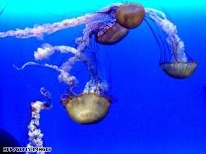 jelly-fish