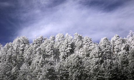 Snow-covers-Ponderosa-pin