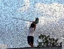 story.Locusts