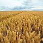 8509_wheat