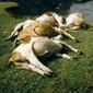holy-cow-24072
