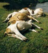 holy-cow-24072
