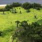 Drought-Effects-In-Manaus-007