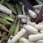 Maize-crops-007