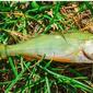 skyfish